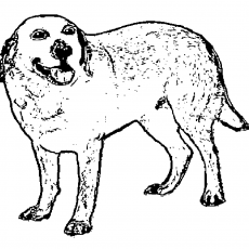 Köpek Şemasının Çizimi - Eğitim Materyali
