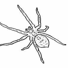Arachne: Detayları ve Özellikleri ile Örümcek Eğitimi