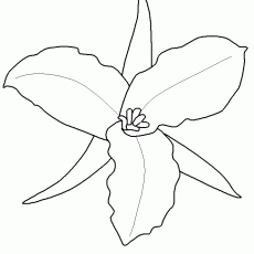 Trillium Flower Coloring Page - Educational Resource on Plant Life