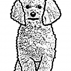 Küçük Kabarık Köpek Çizimi - Poodle
