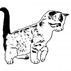 Yatay Durumda Oynayan Kedi Görseli
