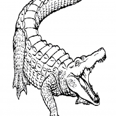 Crocodile Illustration: Educational Image for Wildlife Biology