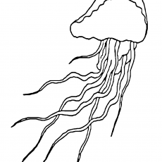 JELLYFISH - Eğlenceli Deniz Canlıları Çizim Materyali