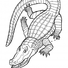 Crocodile Coloring Page - Reptile Educational Activity