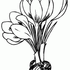Crocus Çiçeği Çizimi - Çiçekler ve Soğanlar Hakkında Eğitici Materyal