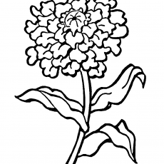 Çiçek Çizim: Zinnia ve Yaprakları