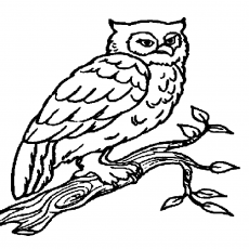 Owl Illustration on Tree Branch - Educational Art