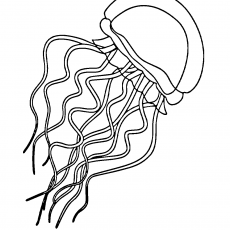 JELLYFISH İLLÜSTRASYONU - KELİME VE ÇİZİM ETKİNLİĞİ