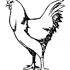 Tavuk - Hayvan Çizimi
