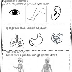 Duyular ve İç Organlar Eğitimi: Göz, Kulak, Akciğer, Mide, Bağırsak ve İskelet Sistemi İncelemesi