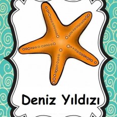 Deniz Yıldızı Eğitici Materyali