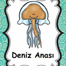 Deniz Anası (Jelatin Balığı) Eğitimi: Deniz Canlıları Hakkında Bilgi