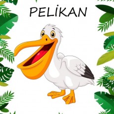 PELİKAN - Animasyon Karakteri ve Doğa Eğitimi