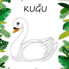 Kuşlar Eğitimi: Kuğu (1) - Beyaz Kuğu İllüstrasyonu