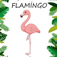 FLAMINGO - Flamingo Eğitimi ve Hayvanlar