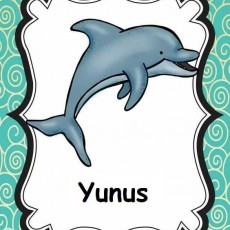 Yunus - Deniz Hayvanı Eğitimi