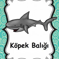 Köpek Balığı Eğitici Kartı - Denizdeki Hayvanlar