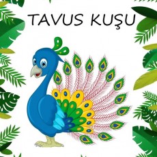 TAVUS KUŞU - Eğitim Materyali