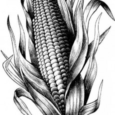Mısır Bitkisi İllüstrasyonu - Zea mays - Bitkisel Eğitici Materyal
