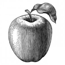 Elma - 1 (Bir) - Meyve Çizimi