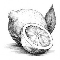 Limon Ve Yarım Limon Çizimi - Eğitimsel Materyal