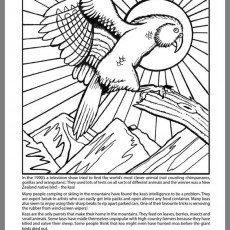 Kea: The Clever Bird - Educational Coloring Page about New Zealand's Intelligent Parrot