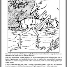 Giant Weta (Wetapunga) and Native Bird - Educational Coloring Page