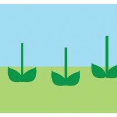 Minimalist Bitki Tasarımı: Üç Yeşil Filiz ve İki Renkli Arka Plan