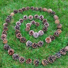 Doğada Spiral Desen: Çam Kozalakları İle Oluşturulmuş Sanatsal Düzenleme