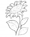Çiçekler  (76)